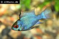 /album/peixes-ornamentais/mikrogeophagus-ramirezi-electric-blue-2-1-jpg/
